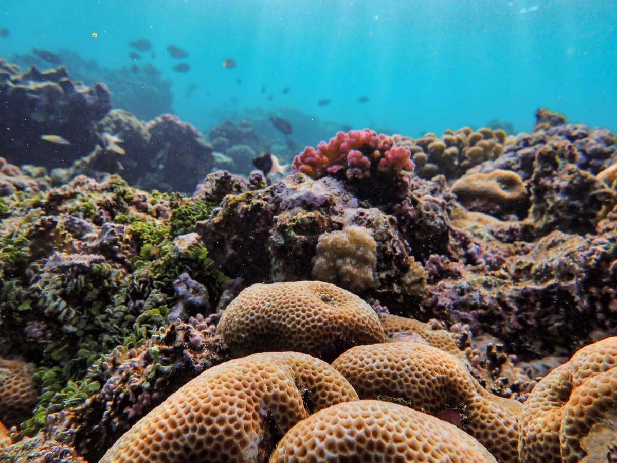 Snorkeler above a shallow coral reef in clear water
